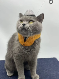 Felt Pet Clothing and Accessories