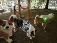 Dog chest harness with light