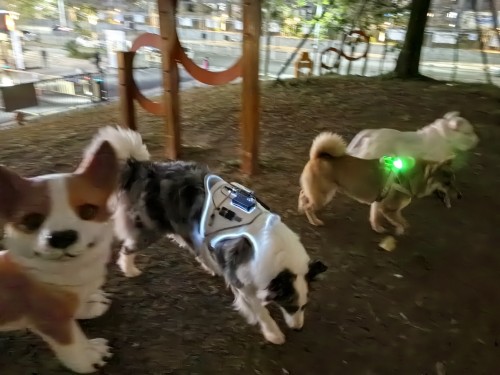 Dog chest harness with light